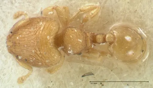 Carebara overbecki - FOCOL1921