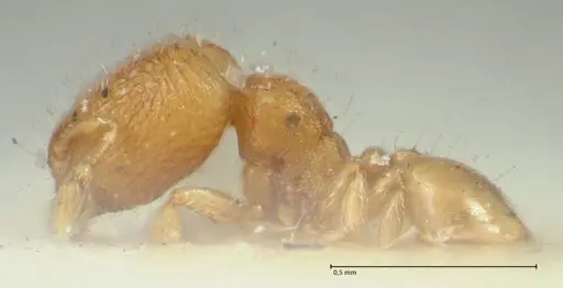 Carebara overbecki - FOCOL1921