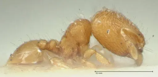 Carebara overbecki - FOCOL1921