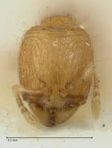 Carebara overbecki - FOCOL1922