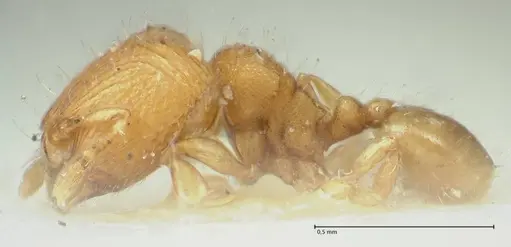 Carebara overbecki - FOCOL1922