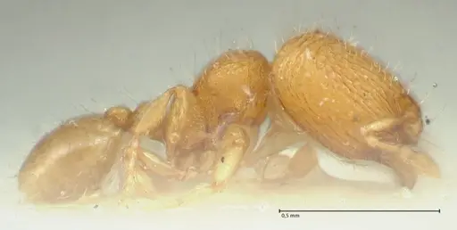 Carebara overbecki - FOCOL1922