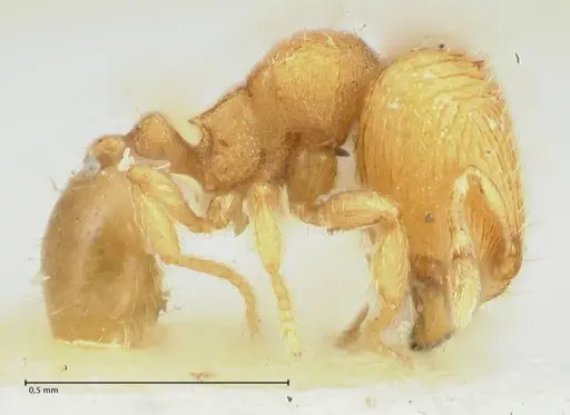 Carebara overbecki - FOCOL1923