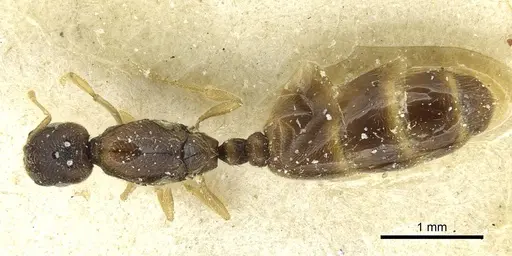 Carebara paeta specimen