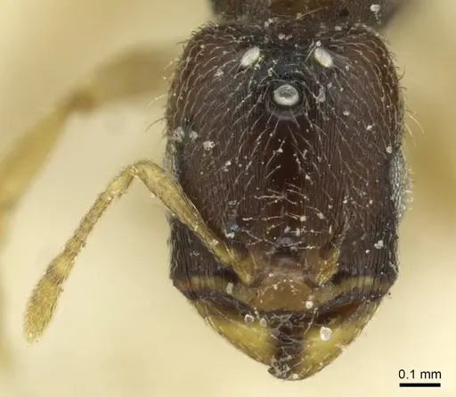 Carebara paeta specimen