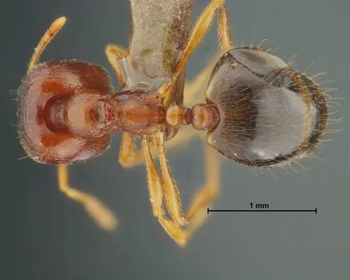 Carebara panhai specimen