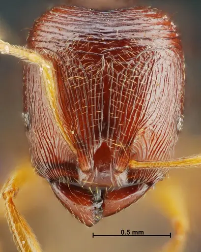 Carebara panhai specimen
