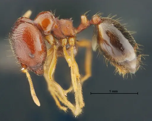 Carebara panhai specimen