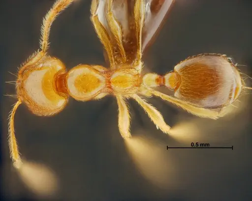 Carebara panhai - THNHM-I-14193