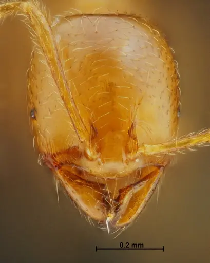 Carebara panhai - THNHM-I-14193