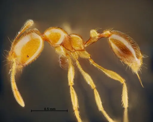 Carebara panhai - THNHM-I-14193