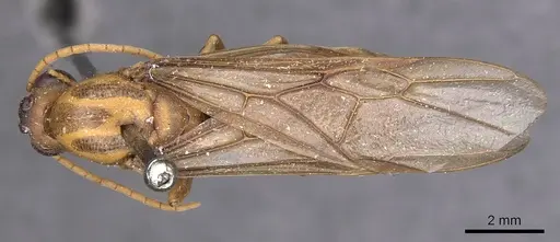 Carebara patrizii specimen