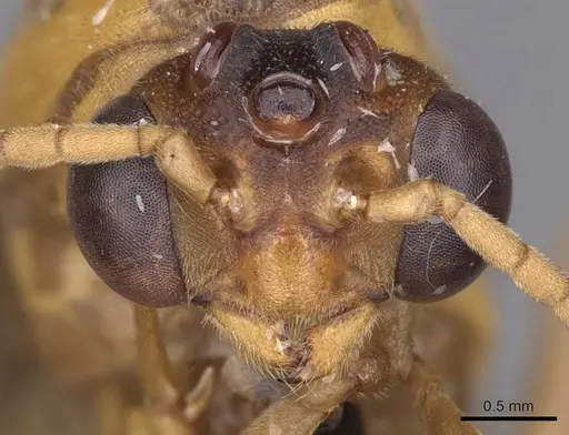 Carebara patrizii specimen