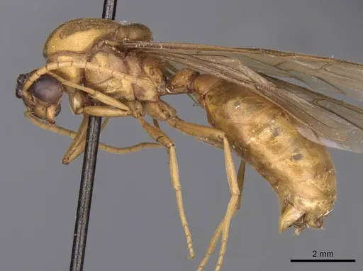 Carebara patrizii specimen