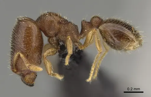 Carebara perpusilla specimen