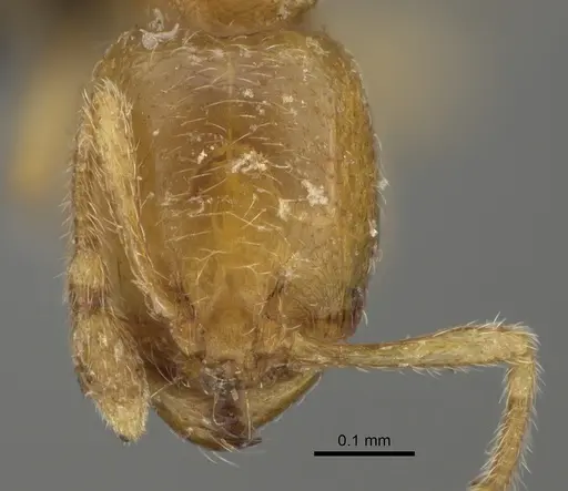 Carebara perpusilla - CASENT0099423