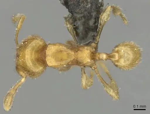 Carebara perpusilla - CASENT0256244