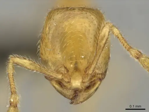 Carebara perpusilla - CASENT0256244