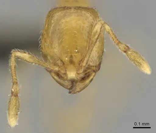 Carebara perpusilla - CASENT0256244