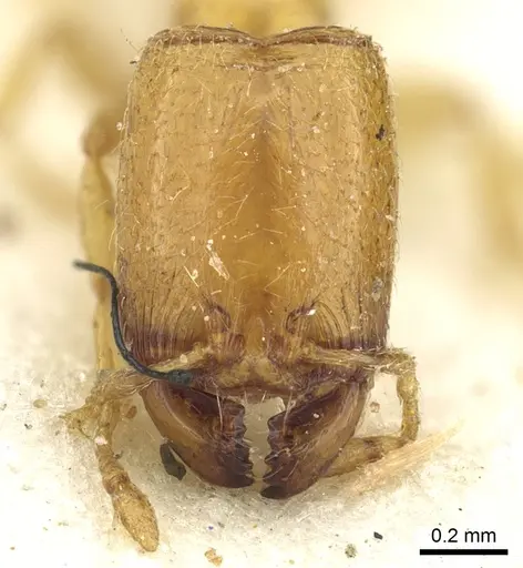 Carebara perpusilla - CASENT0902378