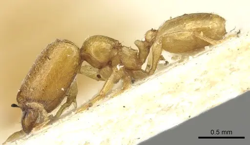 Carebara perpusilla - CASENT0902378