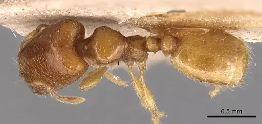 Carebara perpusilla - CASENT0904661