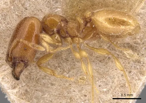 Carebara perpusilla - CASENT0904661