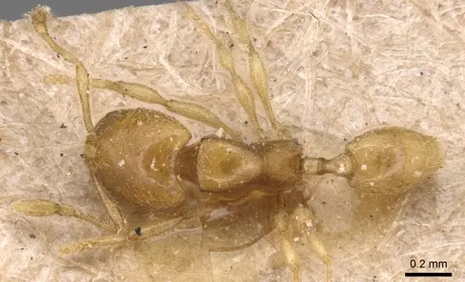 Carebara perpusilla - CASENT0904662