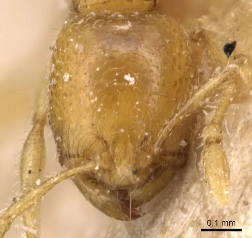 Carebara perpusilla - CASENT0904662