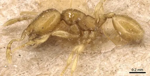 Carebara perpusilla - CASENT0904662