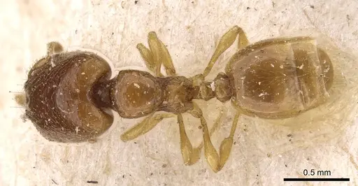 Carebara perpusilla - CASENT0908885