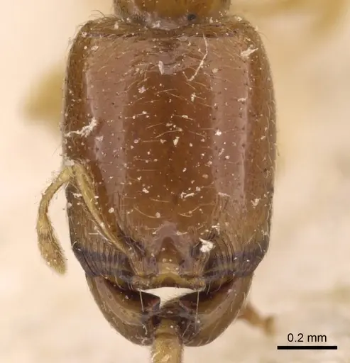 Carebara perpusilla - CASENT0908885