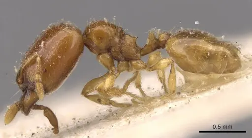 Carebara perpusilla - CASENT0908885