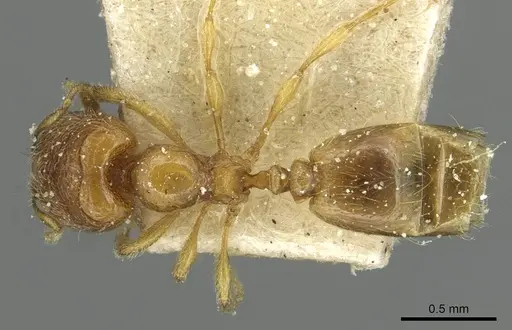 Carebara perpusilla - CASENT0913515