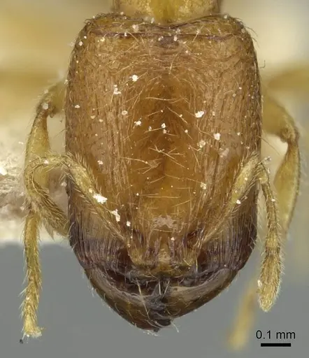 Carebara perpusilla - CASENT0913515