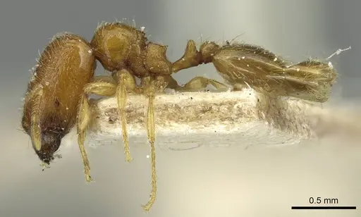 Carebara perpusilla - CASENT0913515