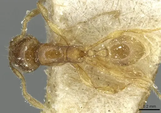 Carebara perpusilla - CASENT0913516