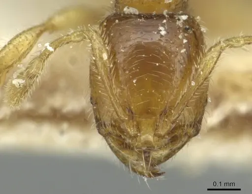 Carebara perpusilla - CASENT0913516