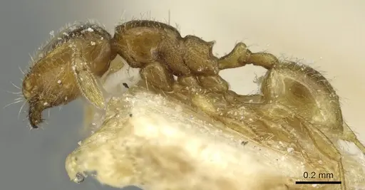 Carebara perpusilla - CASENT0913516