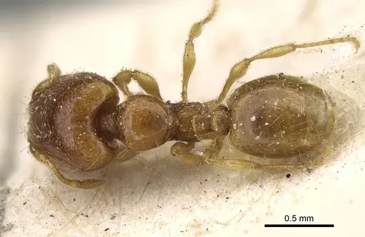 Carebara perpusilla - CASENT0922235