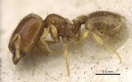 Carebara perpusilla - CASENT0922235