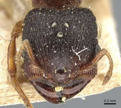 Carebara peruviana specimen