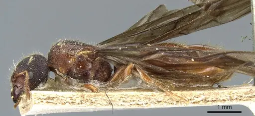 Carebara peruviana specimen