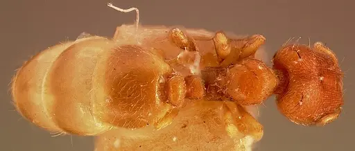 Carebara petulca specimen