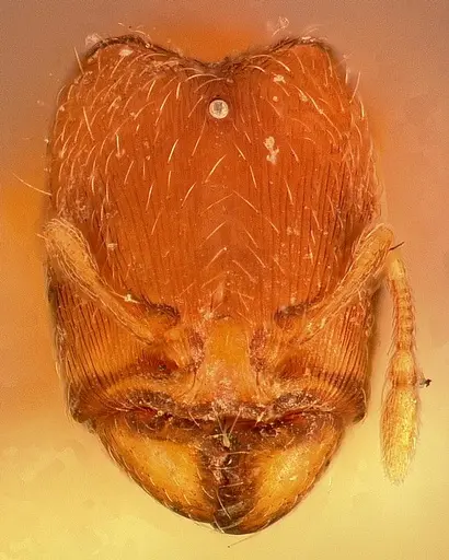 Carebara petulca specimen