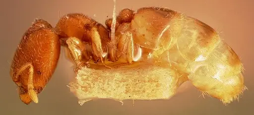 Carebara petulca specimen