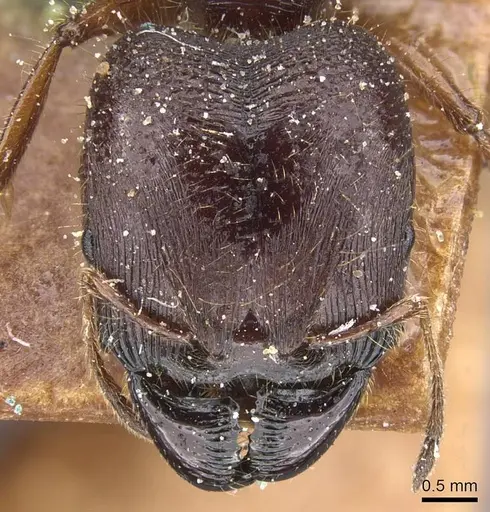 Carebara petulens specimen