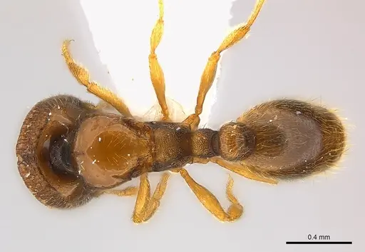 Carebara phragmotica specimen
