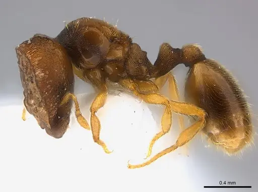 Carebara phragmotica specimen