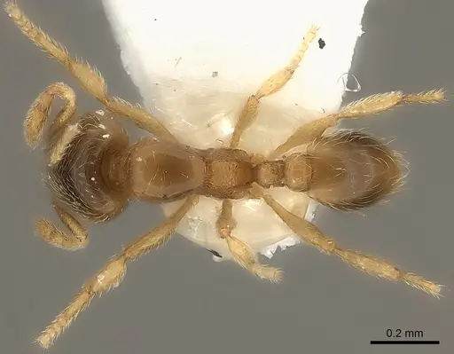 Carebara phragmotica - CASENT0217819